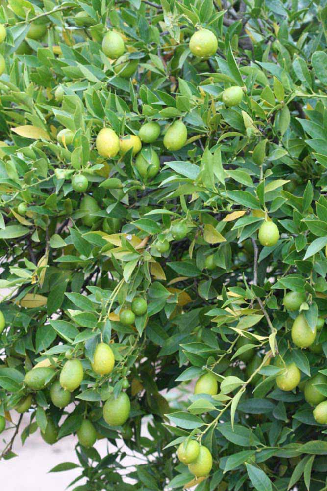            Habit (Riverside, CA)   